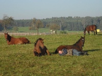 Morgens halb neun in Schöna