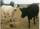 Gertrude & BB Gertrude & BB