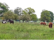 Ponys im Glück